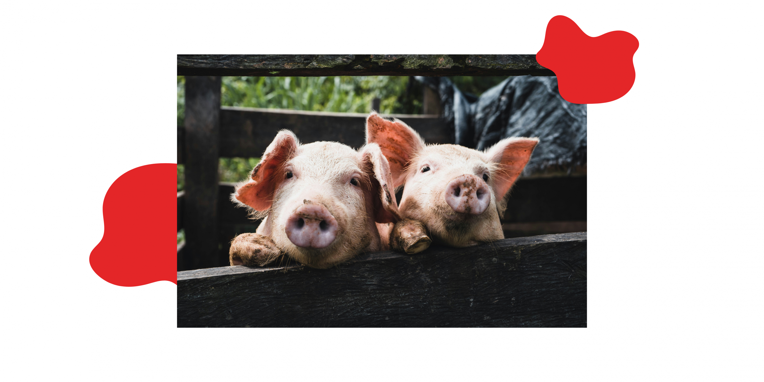 bescherm-dieren-tegen-wreedheid-en-uitbuiting.jpg