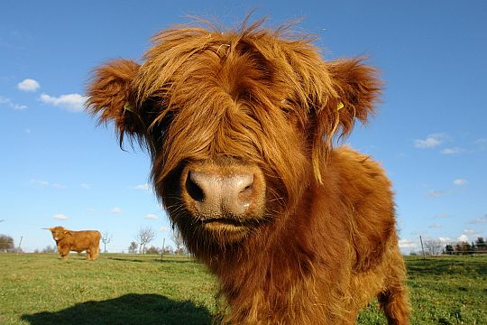 cow-01750233372.jpg