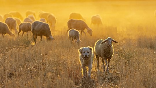 livestock-01717054804.jpg