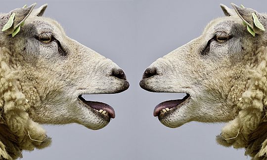 schaap-01718893935.jpg